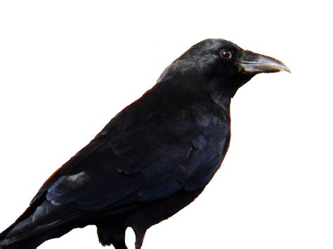 crow  stock photo public domain pictures