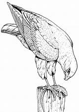 Hawk Coloring Pages sketch template