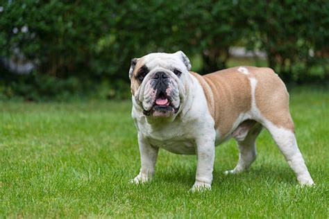 big english bulldog stock  pictures royalty  images istock