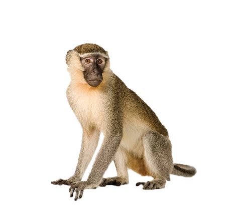 monkey png background image  png pack