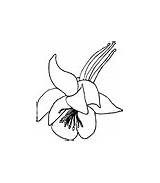 Colorado State Coloring Pages Flower Usa Columbine Mountain States Games sketch template