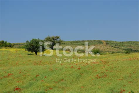 pastoral stock photo royalty  freeimages