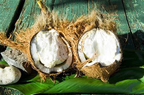 foragers foraging  wild natural organic food wild edibles  hawaii coconuts