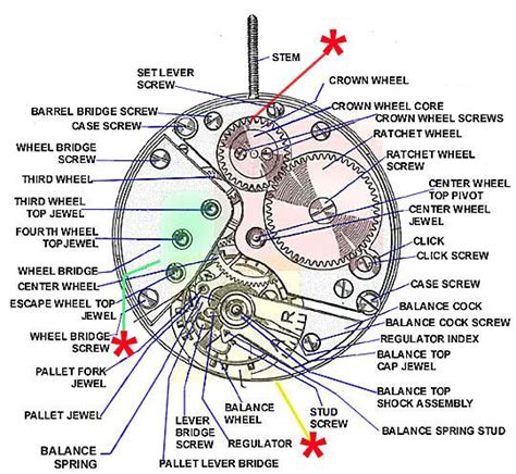 glossary anatomical structure breitling watches mechanical  glossary