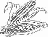 Corn Cob Stalk Webstockreview sketch template