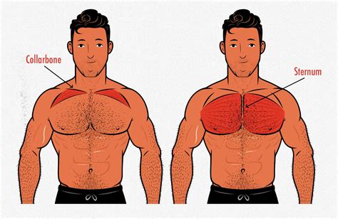 chest muscles anatomy  bodybuilders targeting  stubborn chest