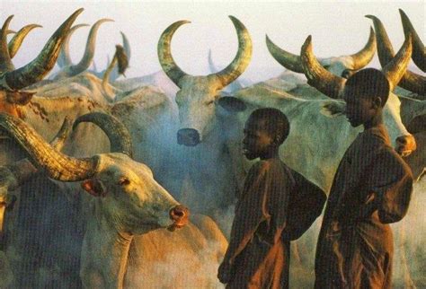 ancient african cattle  domesticated  middle east scenery