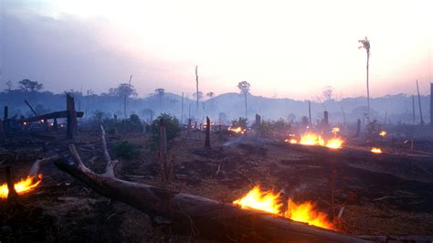 impact   massive fires   amazon rainforest