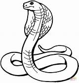 Cobra Coloring King Pages Snake Kids sketch template