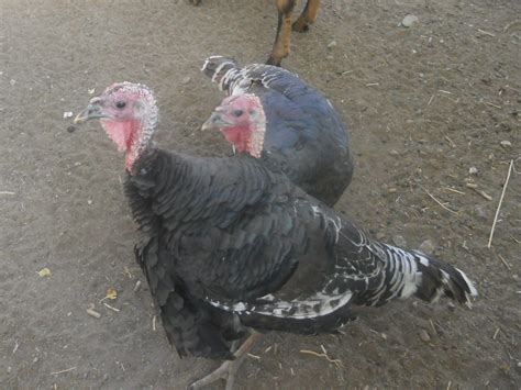 Sexing Broad Breasted Bronze Turkeys With Updated Pics Page 2