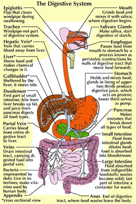simple digestive system diagram