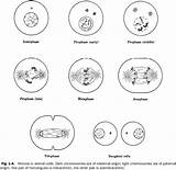Mitosis Worksheet Meiosis Phases Biology Stages Yeast Sketchite sketch template