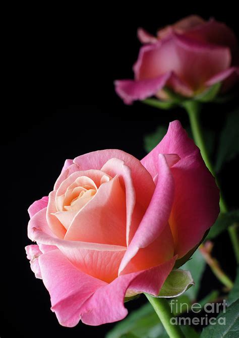 Pink Roses On Black Vertical Photograph By Sasha Samardzija Fine Art