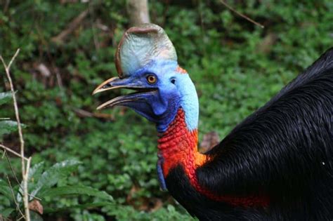 Birds Of Paradise Png Birding Tips Birding Tours