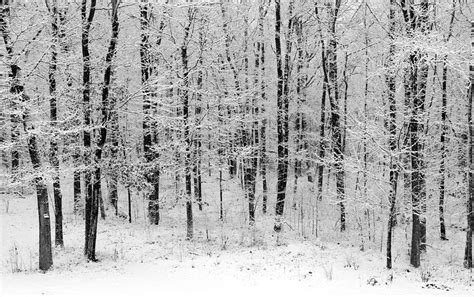 Virgin Snow Photograph By Ursula Coccomo Fine Art America