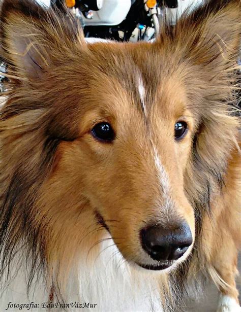 Lassie Lassie Pronunciado Lasi Es Un Personaje De