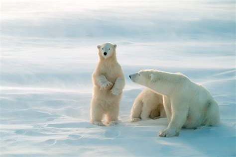 churchills polar bears international traveller