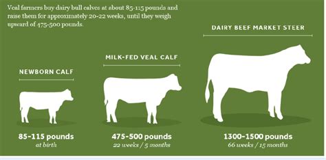 body size  cattle  scientific diagram