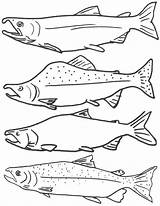 Fish Coloring Salmon Pages Kids Printable Color Drawing Template Freshwater Fishing King Sockeye Drawings Print Real Activities Colouring Ocean Getdrawings sketch template