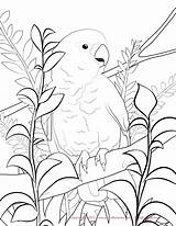 Coloring Pages Cockatoo Budgie Conure Sun Parakeet Goffin Drawing Color Print Getdrawings Printable Getcolorings Popular sketch template