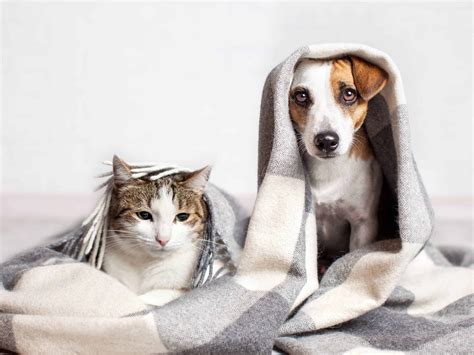 cbd oil  pets holistic approach   furry friends health