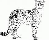 Cheetah Coloring Everfreecoloring sketch template