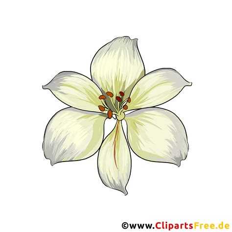 weisse lilie blume clipart gezeichnet vom foto kostenlos