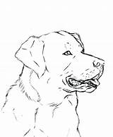 Labrador Lab Coloring Pages Retriever Dog Drawing Line Yellow Deviantart Printable Puppies Chocolate Color Getdrawings Getcolorings sketch template