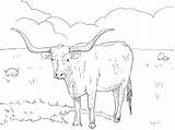 Longhorn Boi Colorir Cow Desenhos Chifre Coloriage Kuh Vache Vaca Supercoloring Texanische Imprimer Tudodesenhos Veau Frais Cows Taureau sketch template