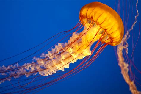 species  jellyfish   biologically immortal perry