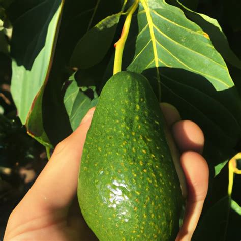 How To Grow Avocado Seed A Comprehensive Guide The Cognitive Orbit