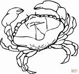 Crab Coloring Pages Animal Blue Supercoloring Template Drawing Color Printable Fish Print sketch template