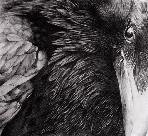 raven pencil drawing  behance