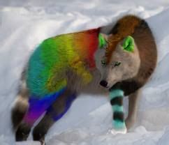 rainbow wolf rainbow wolf wolves fan art  fanpop fanclubs rainbow animals