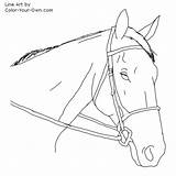 Coloring Pages Thoroughbred Hunter Headstudy Horse Color Getcolorings Line Additions sketch template