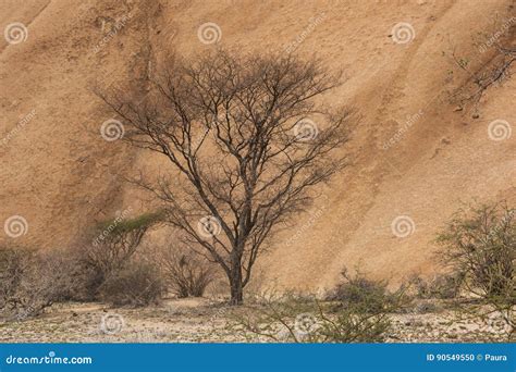 namibwoestijn eenzame boom afrika stock foto image  savanne woestijn