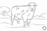 Domba Mewarnai Anak Qurban Hewan Terupdate Pilih Papan Gambarnya Atas Yaitu Paud Tk sketch template