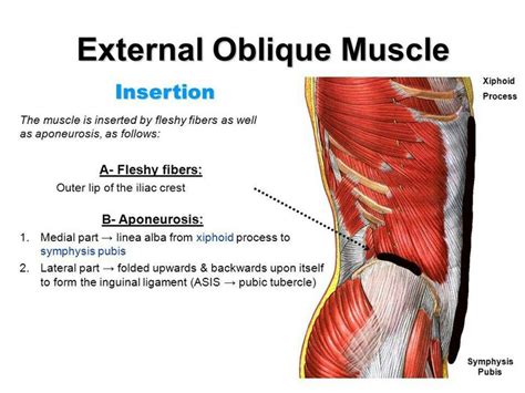 external oblique muscle origin  insertion forms  inguinal ligament muscle anatomy