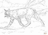 Bobcat Coloring Pages Realistic Printable Supercoloring Bobcats Color Drawing Print Kids Animal Lion Getcolorings Colorings Getdrawings Categories Fre sketch template