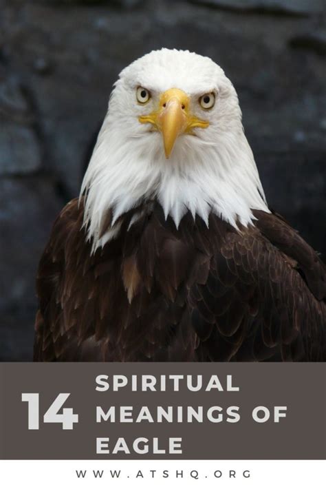 eagle symbolism  spiritual meanings  eagle