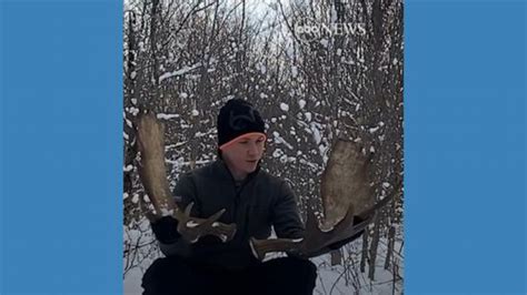 drone captures moose shedding antlers   latest news  update