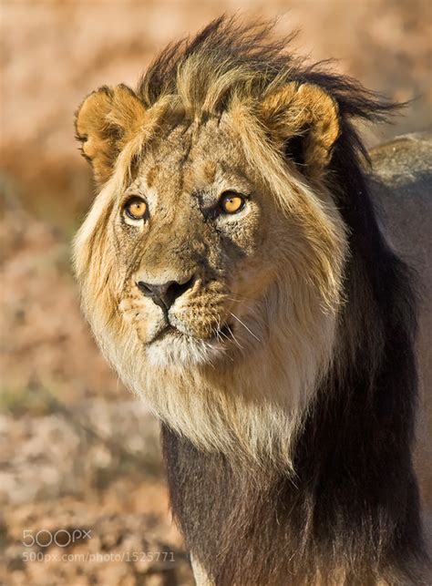 photograph black mane lion  hendri venter  px