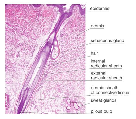 histologic image   hair follicle  photograph  asklepios medical atlas pixels