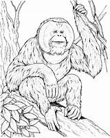 Orangutan Coloring Pages Ape Sits Branch Printable Drawing Supercoloring Orangutans Print Color Apes Kids Online Animal Designlooter Monkey Popular Categories sketch template