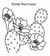 Cactus Prickly Pear Coloring Drawing Pages Clipart Easy Watercolor Getdrawings Color sketch template