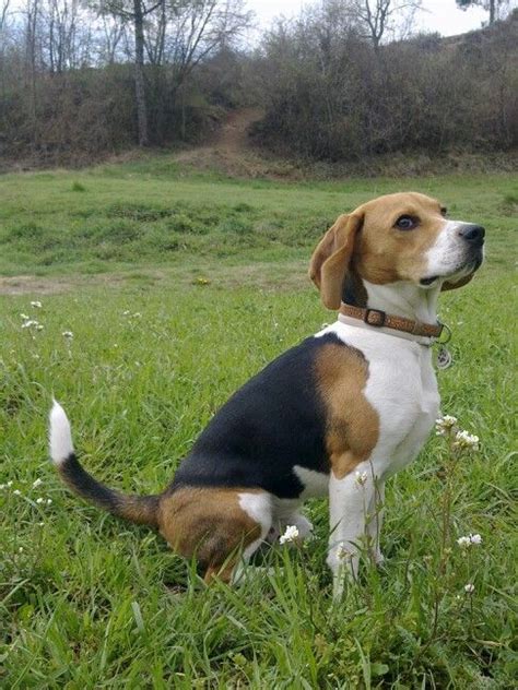 big images  pinterest beagle beagles  beagle puppy