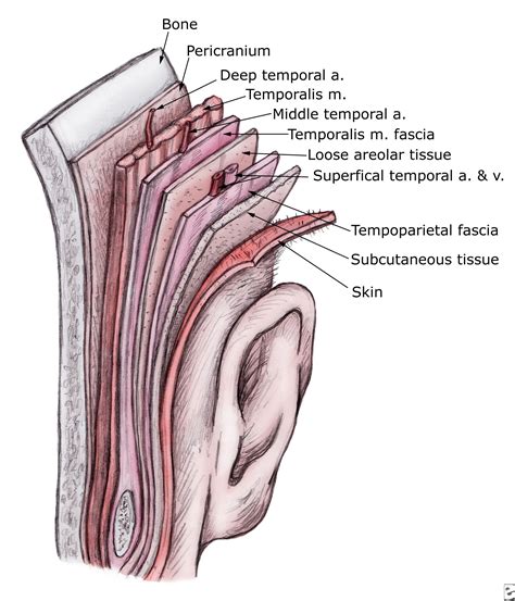 temporoparietal fascial flap medical facts medical information medical science biology facts