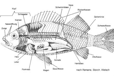 anatomie des karpfens