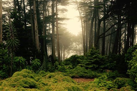 magical forest scene   zealand image  stock photo public