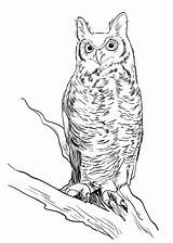 Owl Screech Drawing Realistic Draw Getdrawings Gif sketch template